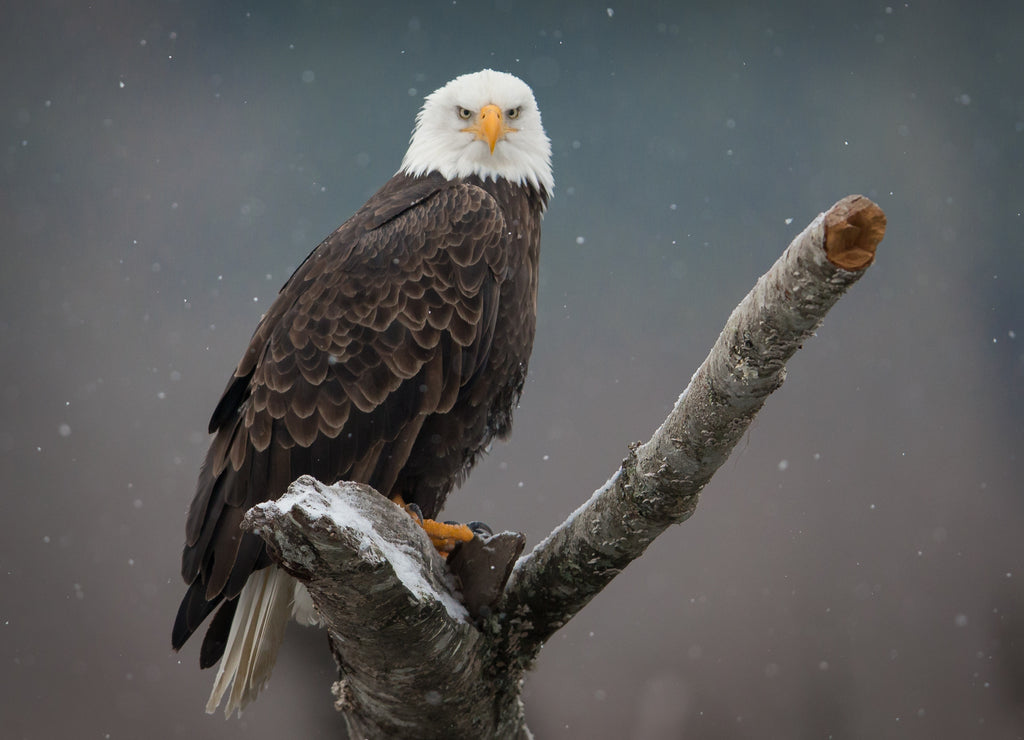 Bald Eagle Staredown, Washington