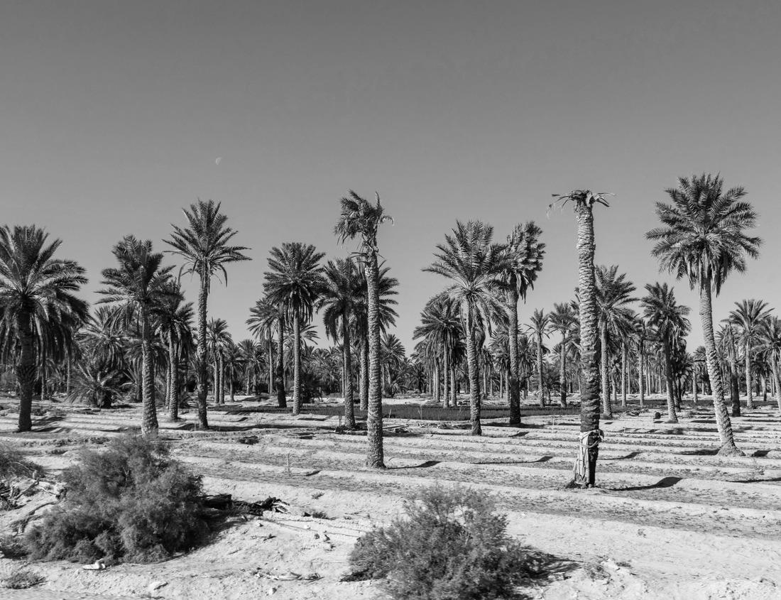 Noah Jigsaw Puzzle Dawn at the harbor in Padstow an historic fishing town on the north Cornwall coast in black white 1000 pieces