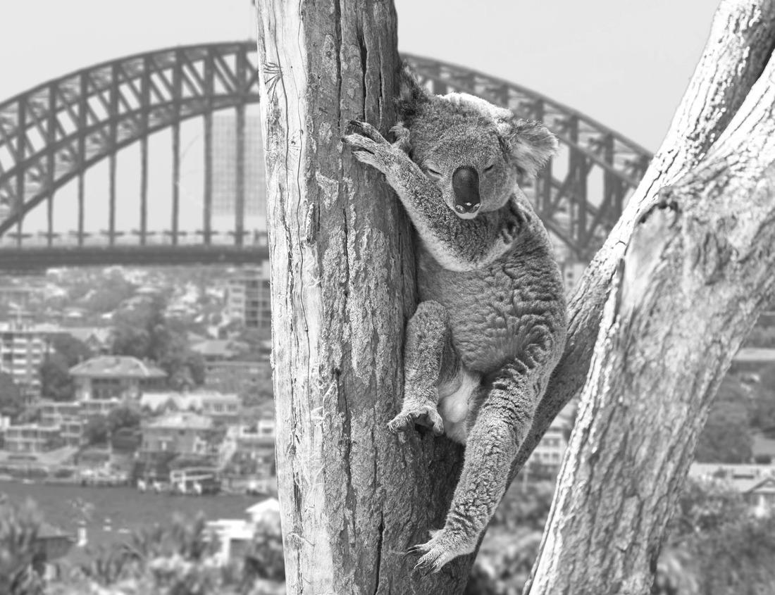 Noah Jigsaw Puzzle Great Ocean Road, Australia in black white 1000 pieces