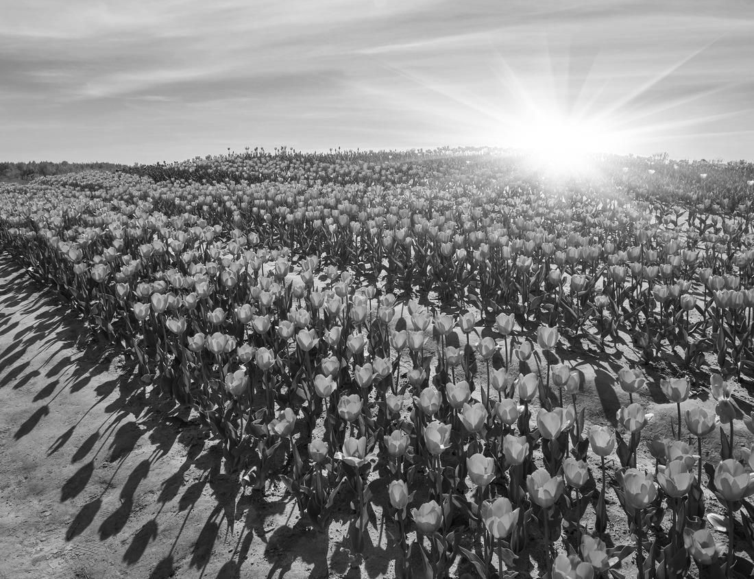 Noah Jigsaw Puzzle Beautiful view of the city of Locarno, Lake Maggiore and the Swiss Alps from the Madonna del Sasso church in Ticino, Switzerland in black white 1000 pieces