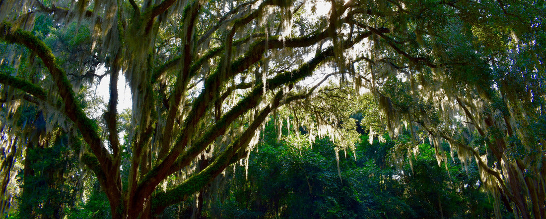 Spanish Moss, Timucuan Ecological and Historic Preserve, Florida, USA 2000pc Panoramic Puzzle