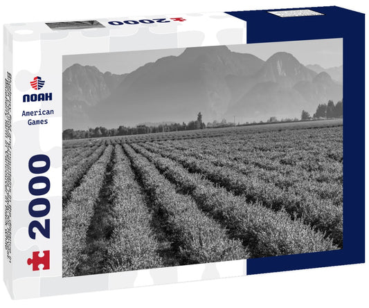 Noah Jigsaw Puzzle Blueberry field and mountains in the distance in British Columbia, blueberries ready for harvest. Blueberry farm in Vancouver in black white 2000 pieces