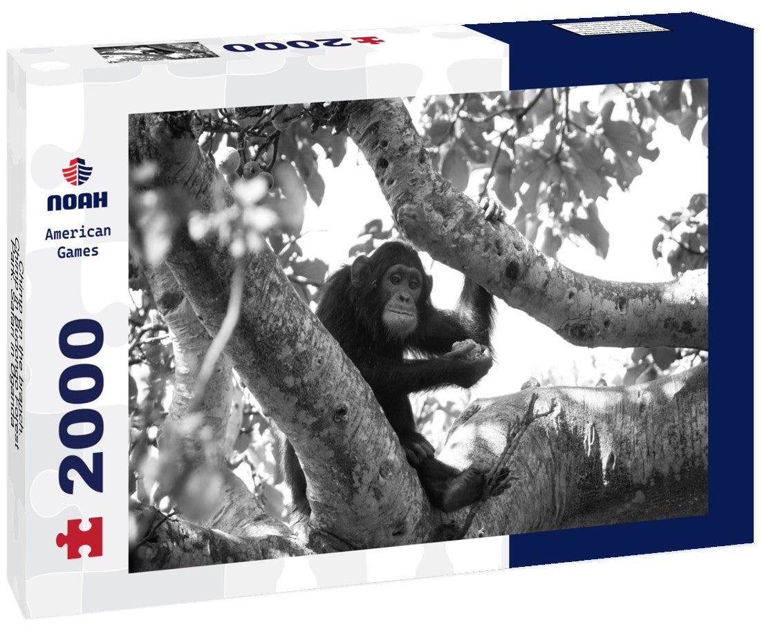 Noah Jigsaw Puzzle Chimp on the branch. Chimp in Budongo Forest Park. Safari in Uganda in black white 2000 pieces