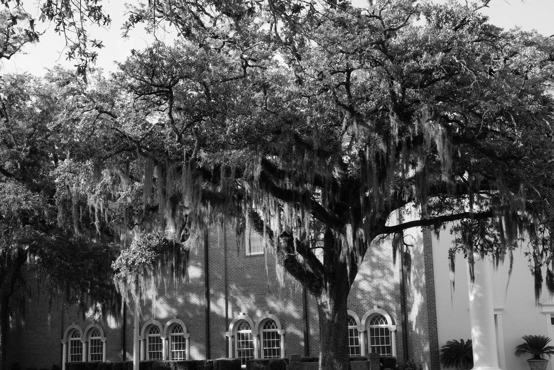 Old buildings in the south of Thomasville Georgia decorated with old oak trees 2000pc PuzzleBlack and White