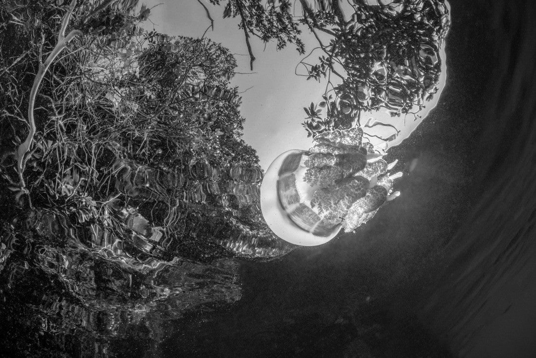 jelly fish in jelly fish lake in Kakaban indonesia 2000pc PuzzleBlack and White