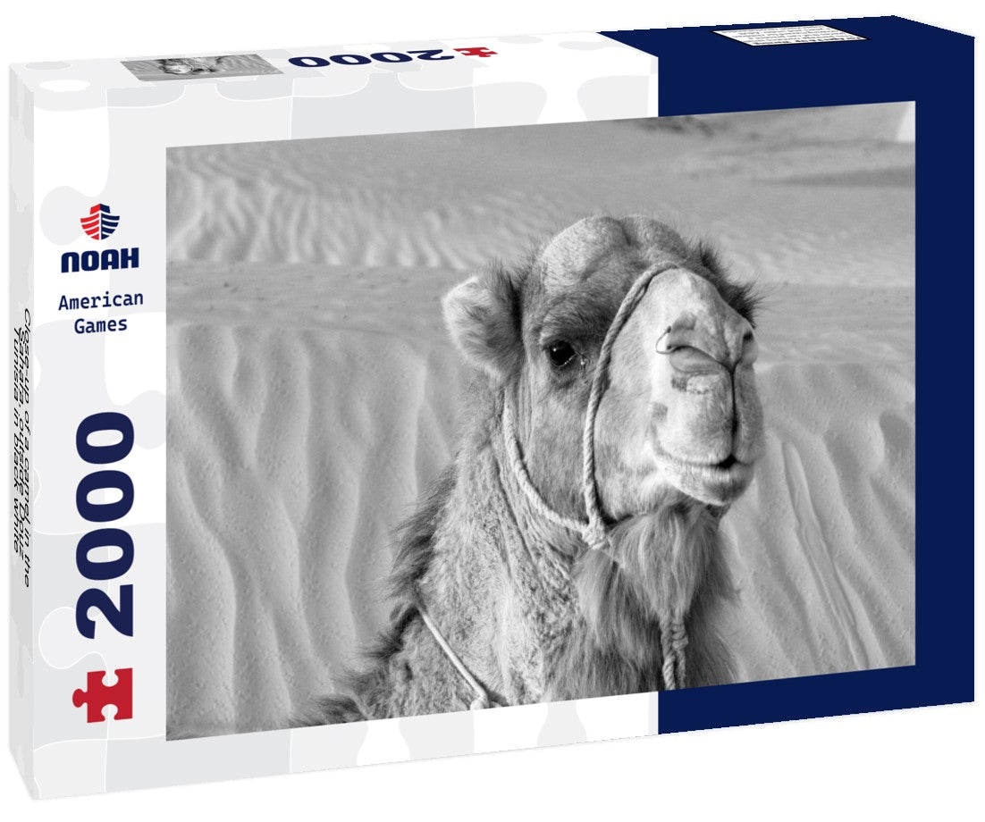 Noah Jigsaw Puzzle Close-up of a camel in the Sahara, outside Douz, Tunisia in black white 2000 pieces