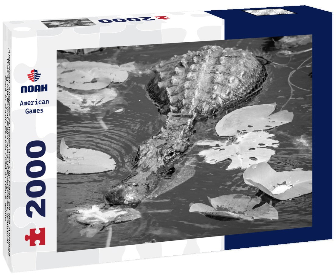 Noah Jigsaw Puzzle American Alligator in water with Lily Pads on the Anhinga Trail in the Royal Palm area of Everglades National Park in south Florida USA in black white 2000 pieces
