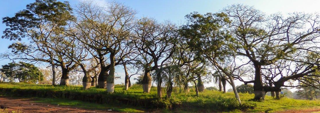 Noah Jigsaw Puzzle Beautiful silkworm trees in Juan Domingo Peron Park (Paso de los libres, Argentina), panorama Panorama 1000 Pieces