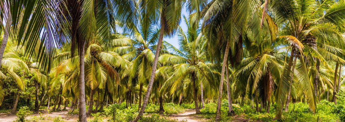 Noah Jigsaw Puzzle A view in the Tayrona National Park in Colombia, Panorama Panorama 1000 Pieces
