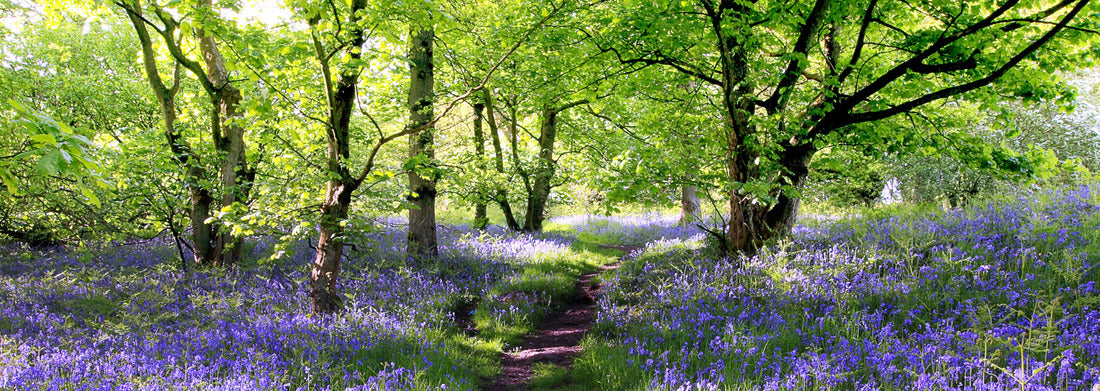 Noah Jigsaw Puzzle Blue Bells Forest, Panorama Panorama 1000 Pieces