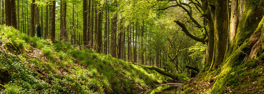 Noah Jigsaw Puzzle Beautiful green trees reflected in a small river flowing through the forest. Spring landscape in Russeltown Wood, County Wicklow, Ireland, panorama Panorama 1000 Pieces
