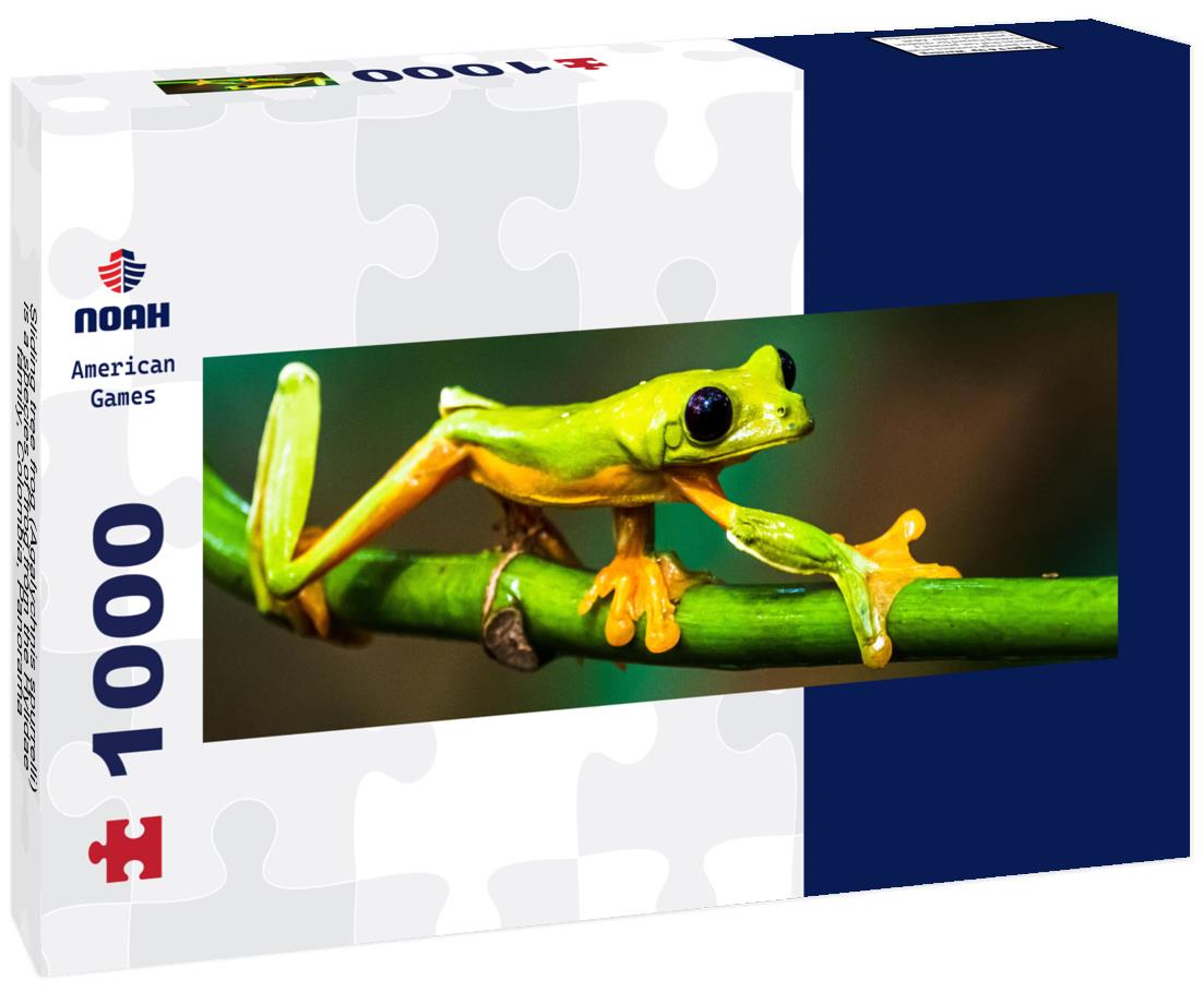 Noah Jigsaw Puzzle Sliding tree frog (Agalychnis spurrelli) is a species of frog from the Hylidae family, Colombia, Panorama Panorama 1000 Pieces