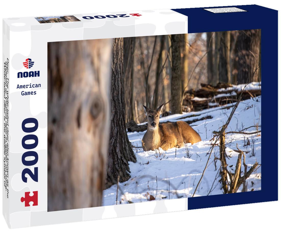 Noah Jigsaw Puzzle white-tailed deer also known as the whitetail or Virginia deer in winter on snow. White-tailed deer is the wildlife symbol of Wisconsin and game animal of Oklahoma 2000 pieces