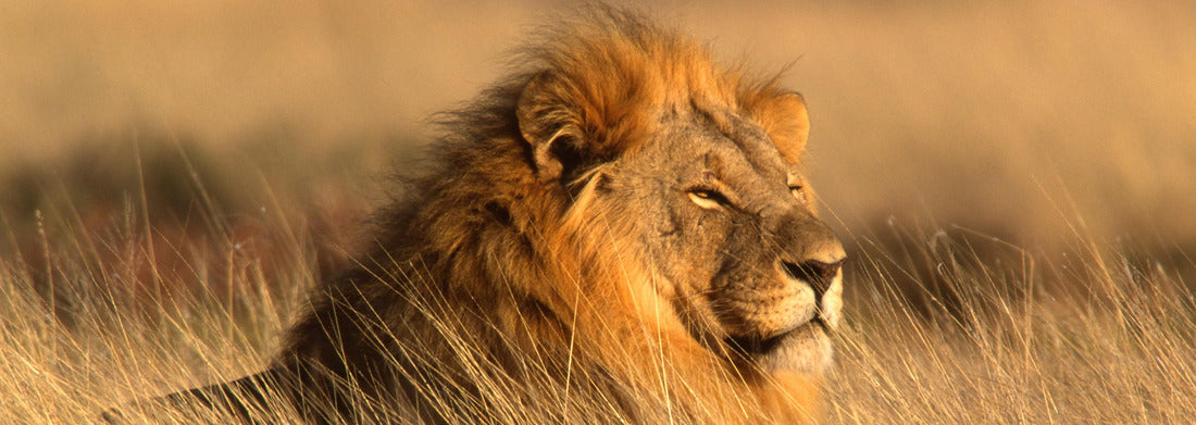 Noah Jigsaw Puzzle big male lion, Panorama 1000 Pieces