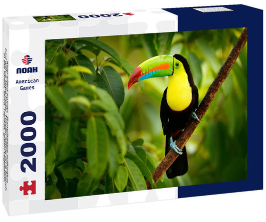 Noah Jigsaw Puzzle Keel-billed toucan, Ramphastos sulfuratus, bird with a large beak. Toucan sitting on a branch in the forest, Boca Tapada, green vegetation, Costa Rica. Nature trip in Central America 2000 Pieces