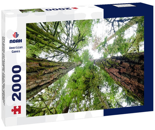Noah Jigsaw Puzzle The tower of Douglas Fir in the cathedral of Vancouver Island, where the ancient sentinels surpass 70 meters and form a majestic forest-cathedral 2000 pieces