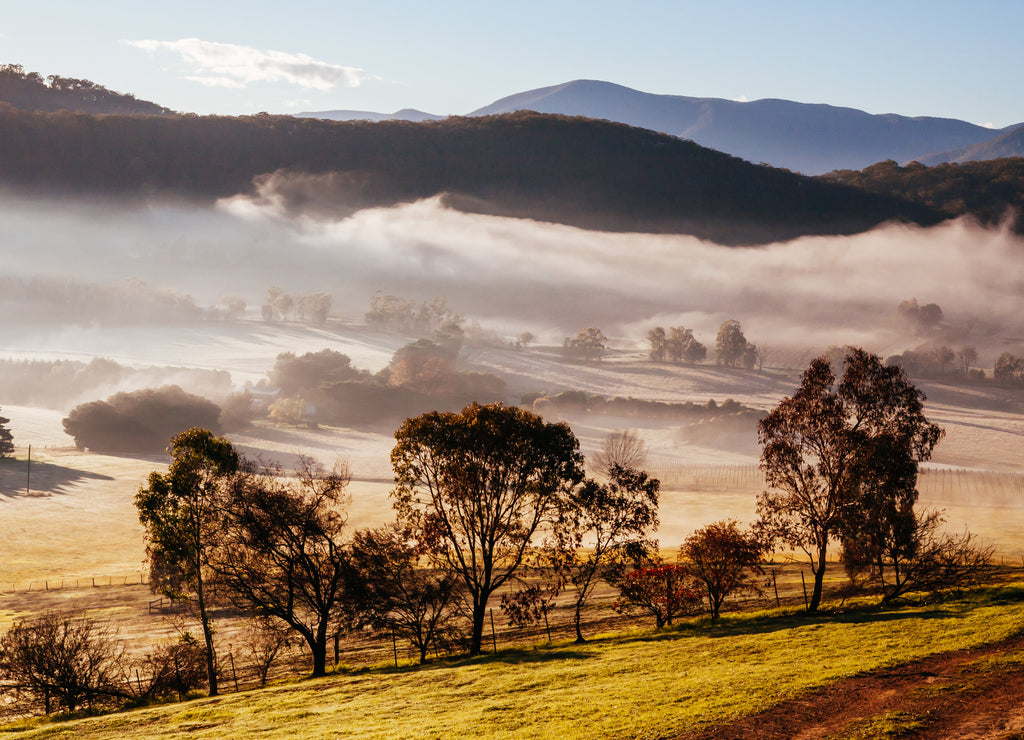 Winter Vines in Yarra Valley Australia