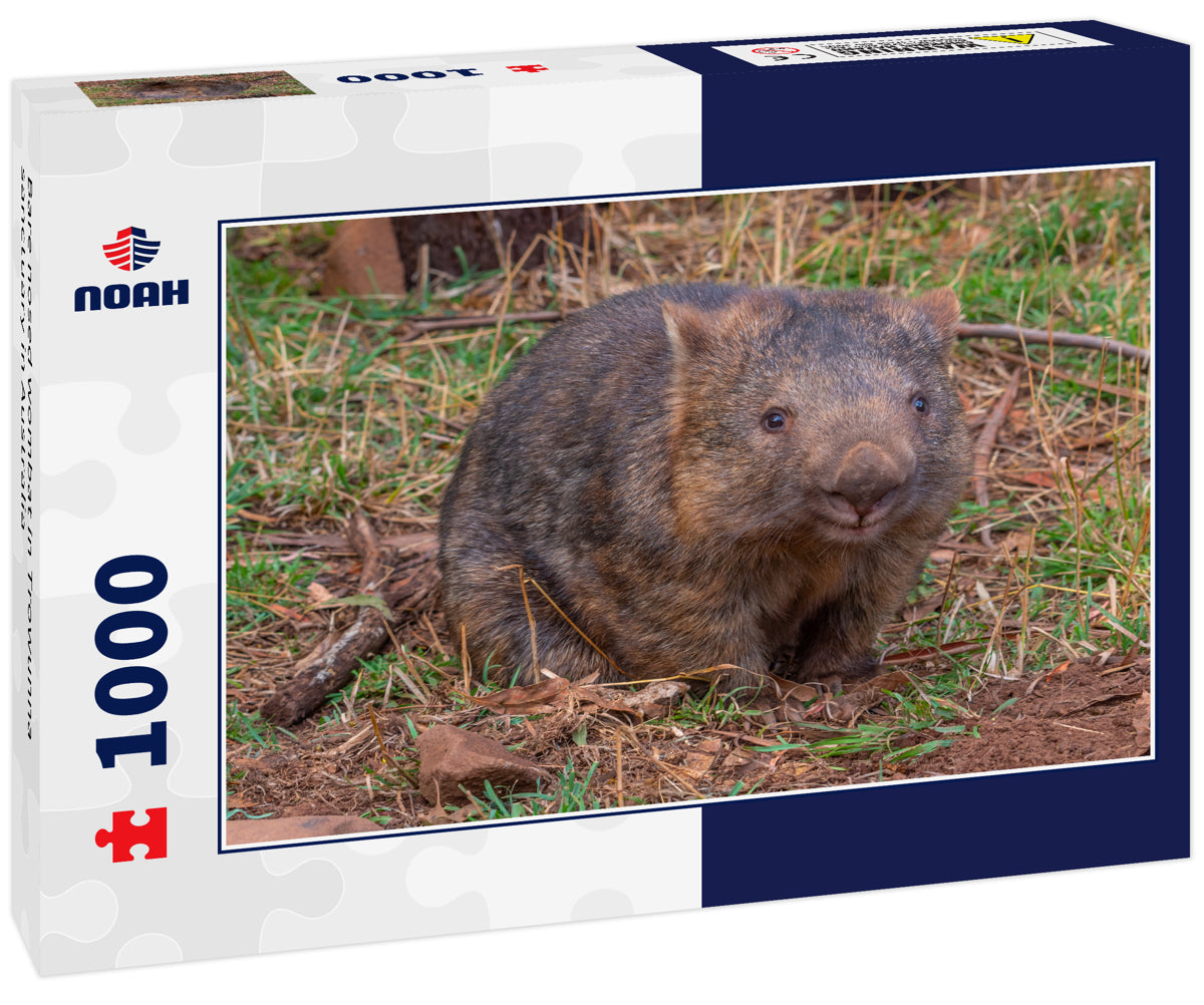 Bare nosed wombat in Trowunna sanctuary in Australia