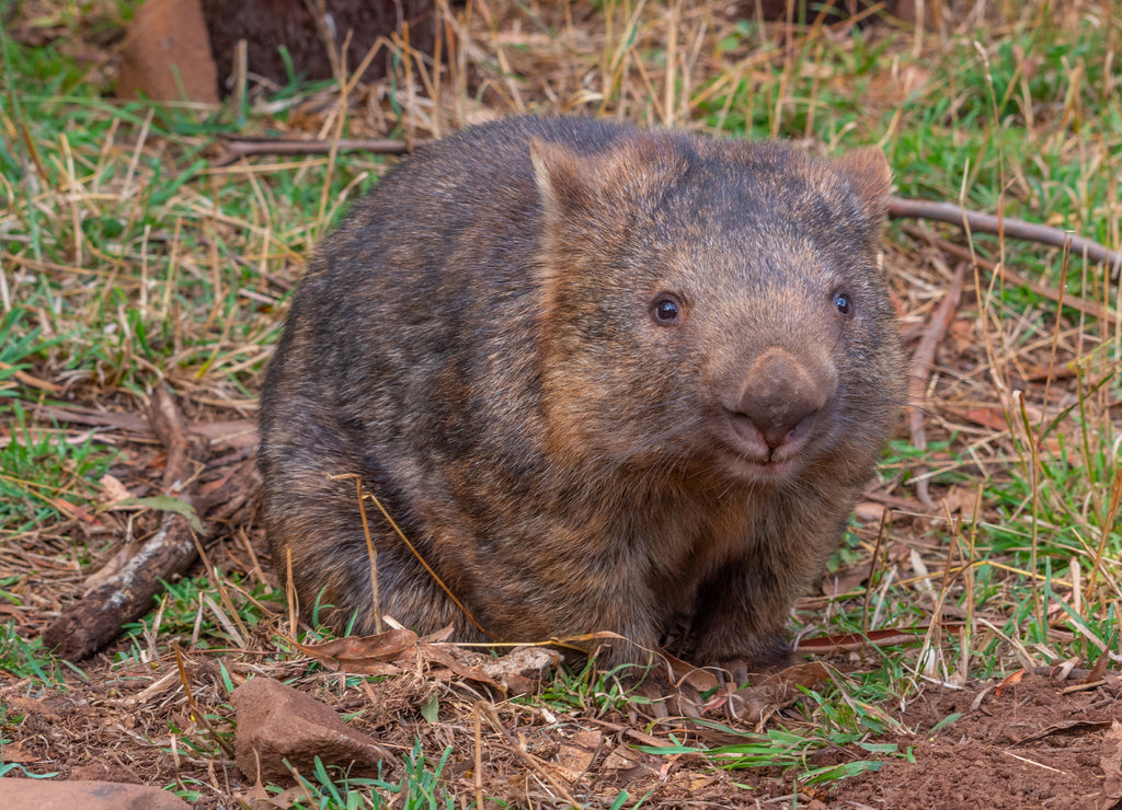 Bare nosed wombat in Trowunna sanctuary in Australia