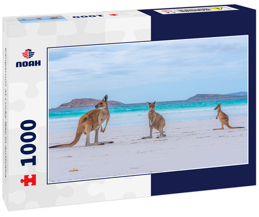 Kangaroos at Lucky Bay in Australia