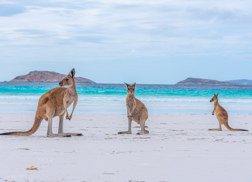 Kangaroos at Lucky Bay in Australia