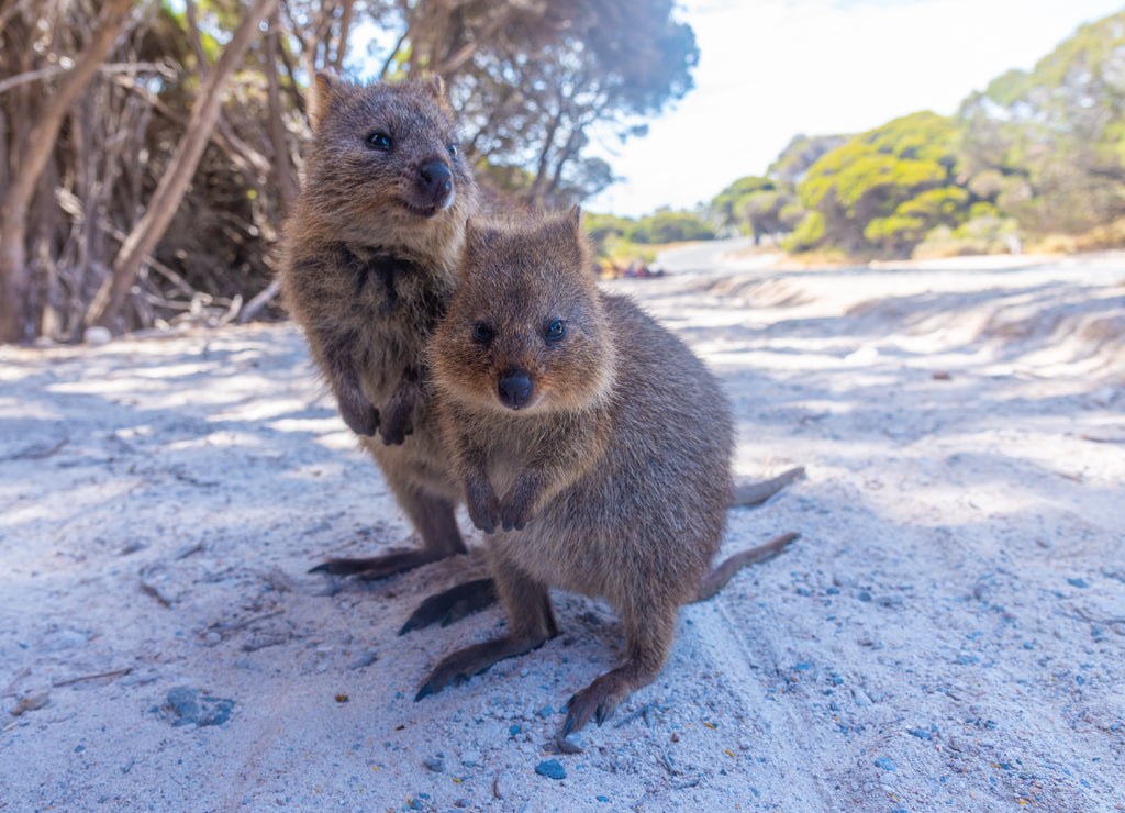 Quokka living at Rottnest island near Perth, Australia