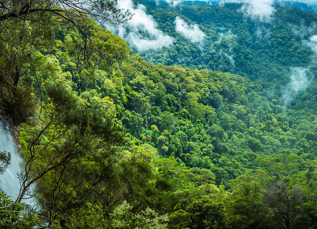 A panoramic view of Goomoolahra Falls and the rain forest canopy in Springbrook National Park, Queensland