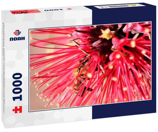 Honey bee inside red Bottlebrush flower, South Australia