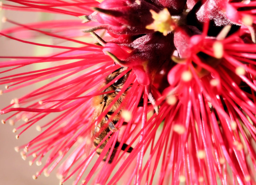 Honey bee inside red Bottlebrush flower, South Australia