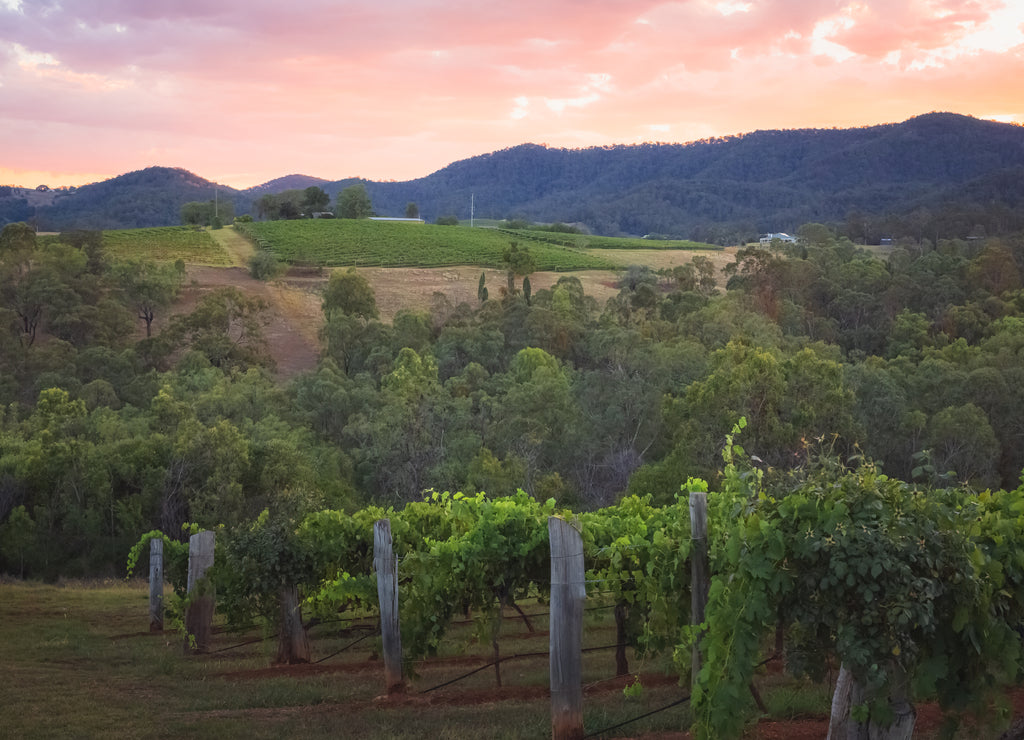 A colourful sunset or sunrise over a picturesque rural landscape and vineyard in the Hunter Valley region, renowned wine country in NSW, Australia