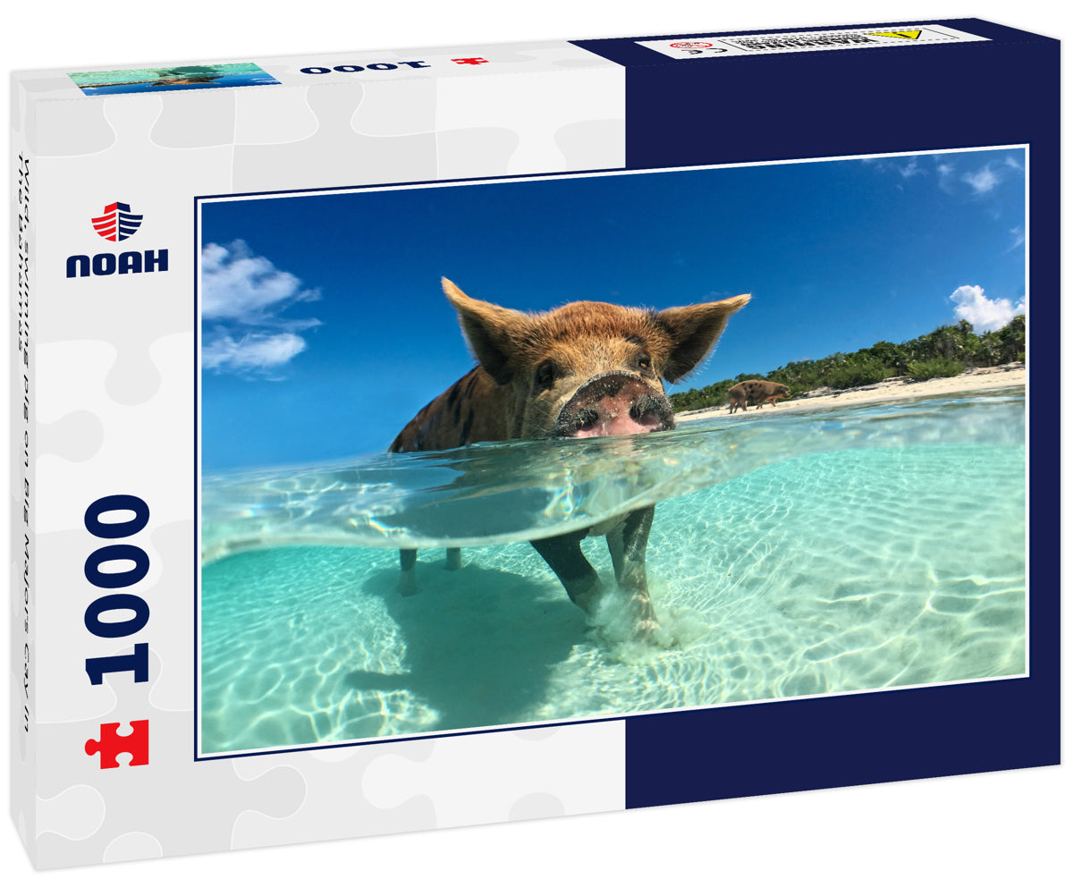 Wild, swiming pig on Big Majors Cay in The Bahamas