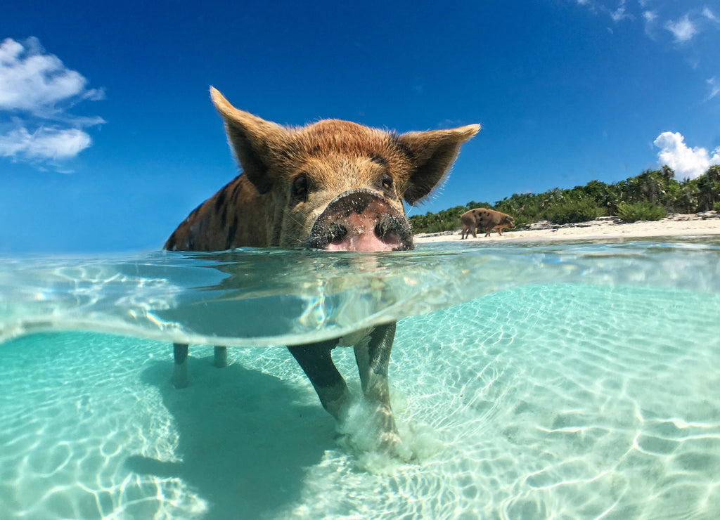 Wild, swiming pig on Big Majors Cay in The Bahamas