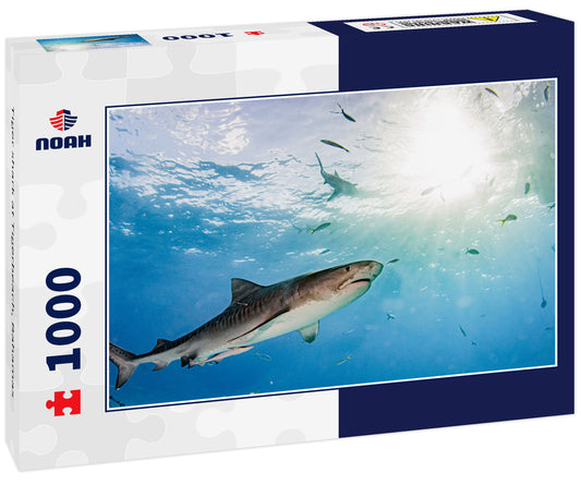 Tiger shark at Tigerbeach, Bahamas