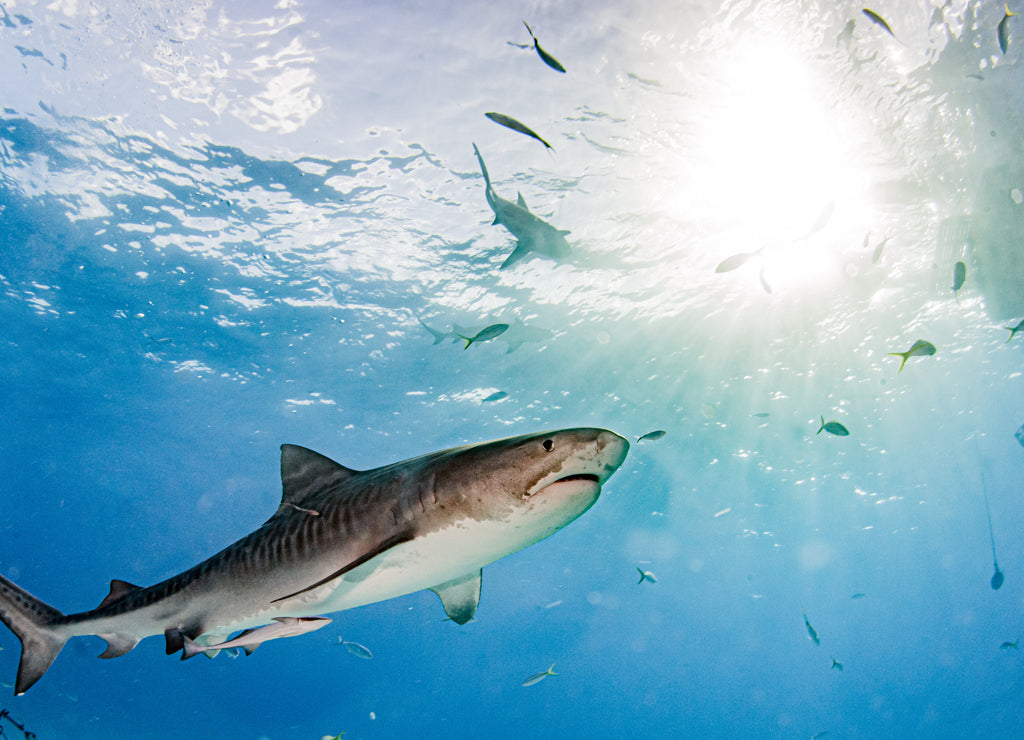 Tiger shark at Tigerbeach, Bahamas