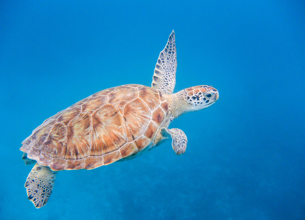 Underwater view of Green Sea Turtle (Chelonia mydas) swimming in blue sea in Barbados