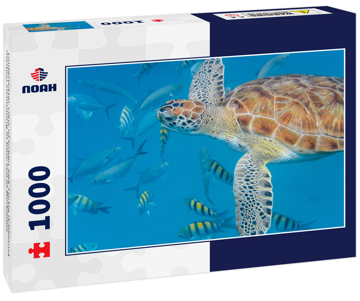 Underwater view of Green Sea Turtle (Chelonia mydas) swimming in blue sea in Barbados