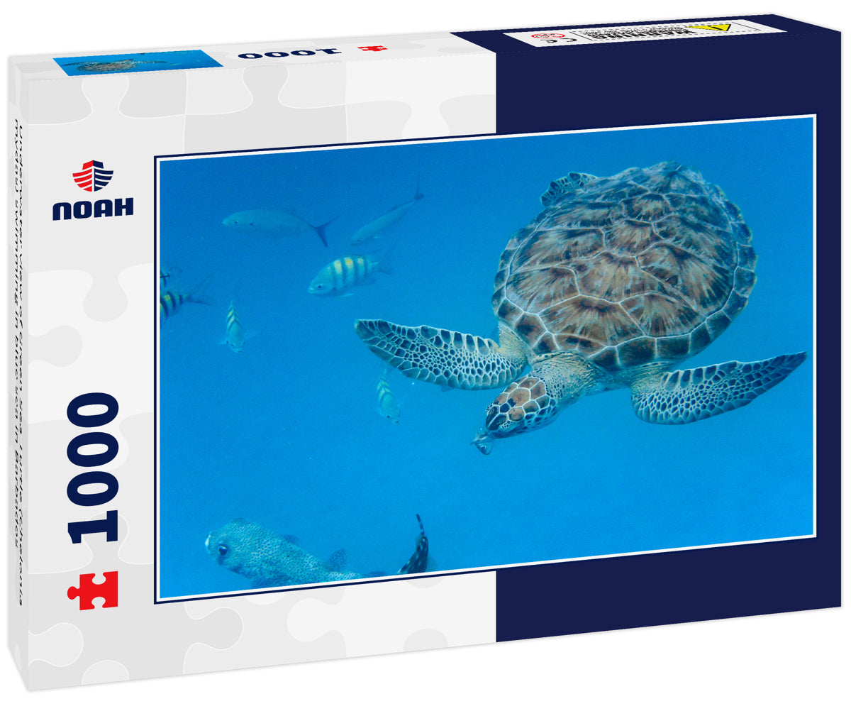 Underwater view of Green Sea Turtle (Chelonia mydas) swimming in blue sea in Barbados