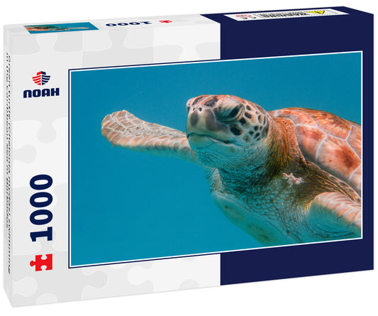 Green turtle (Chelonia mydas) swimming in the Caribbean Sea in Barbados