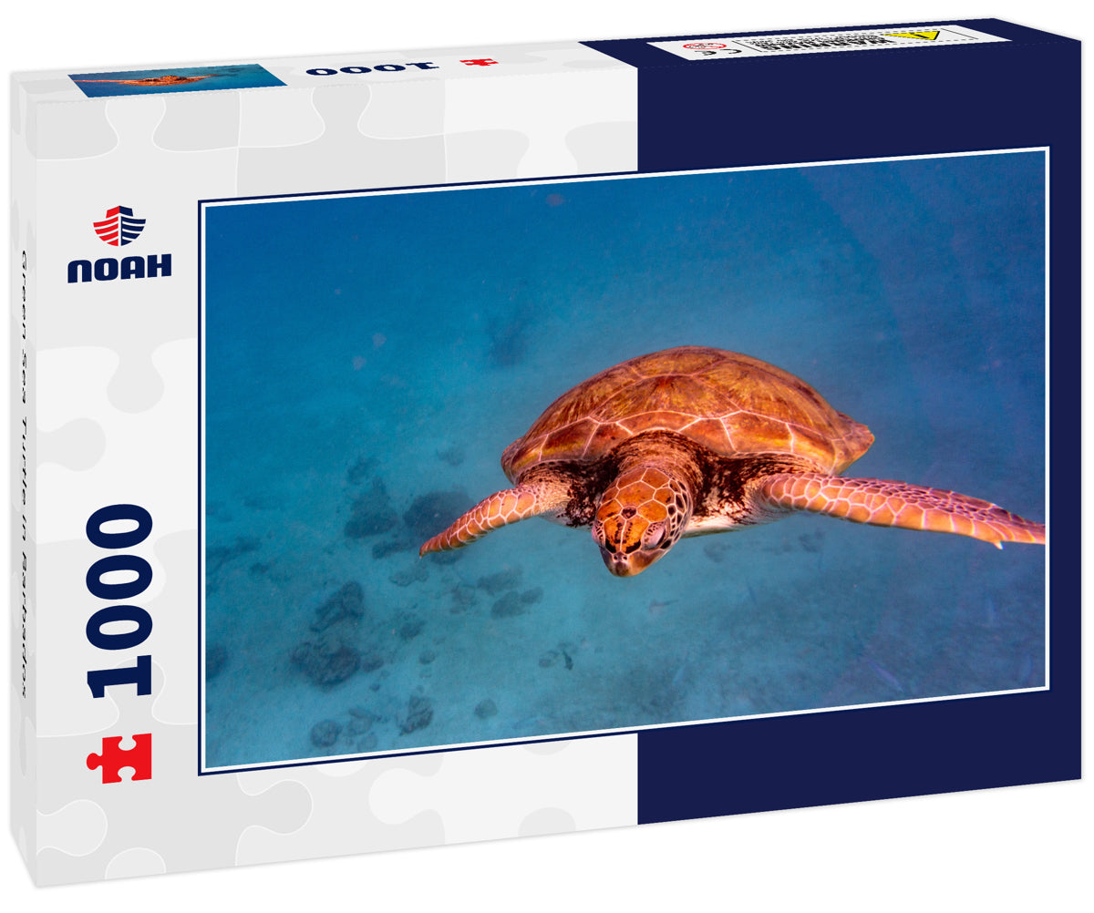 Green Sea Turtle in Barbados