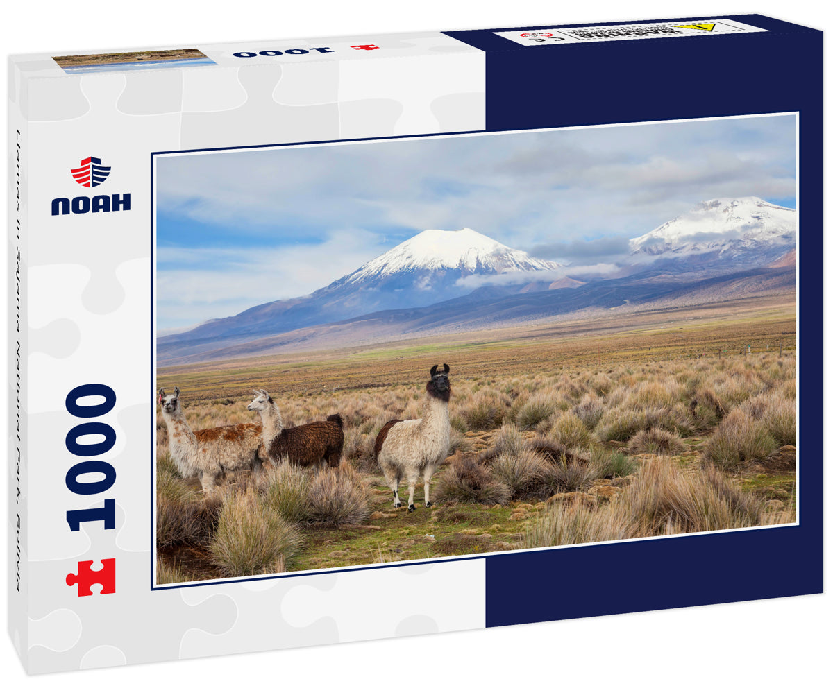 Llamas in Sajama National Park, Bolivia