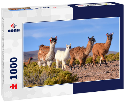 A group of Greater Rhea / Nandu (Rhea americana) graze on the Altiplano, in the Eduardo Avaroa National Reserve, Uyuni, Bolivia