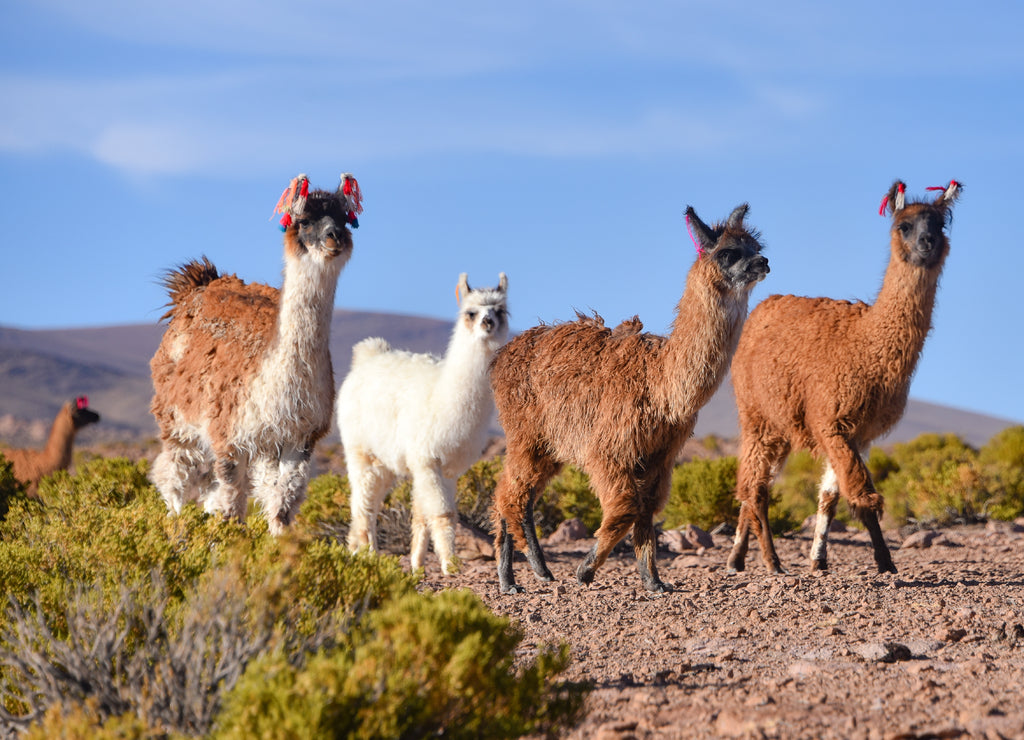 A group of Greater Rhea / Nandu (Rhea americana) graze on the Altiplano, in the Eduardo Avaroa National Reserve, Uyuni, Bolivia