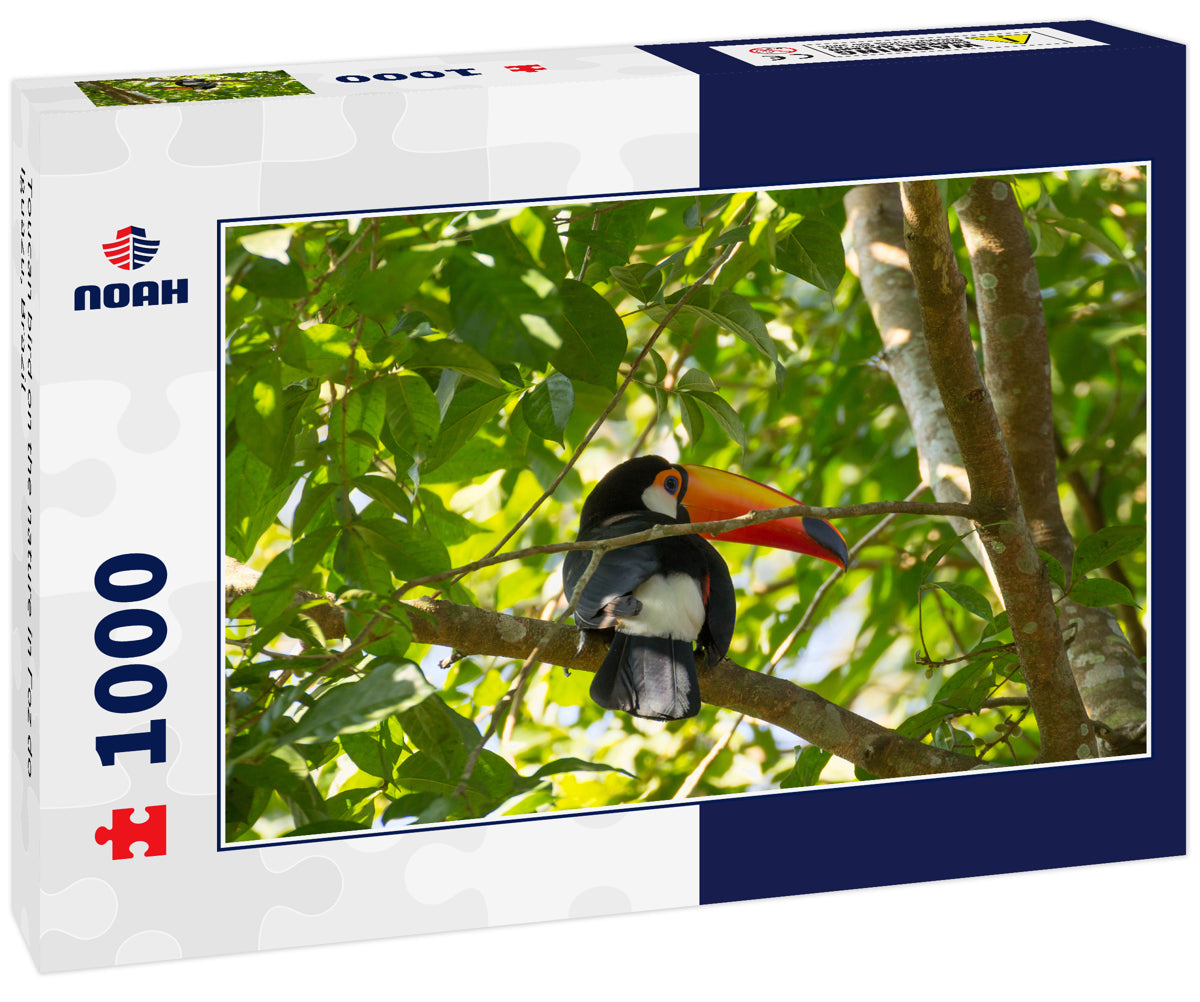 Toucan bird on the nature in Foz do Iguazu, Brazil