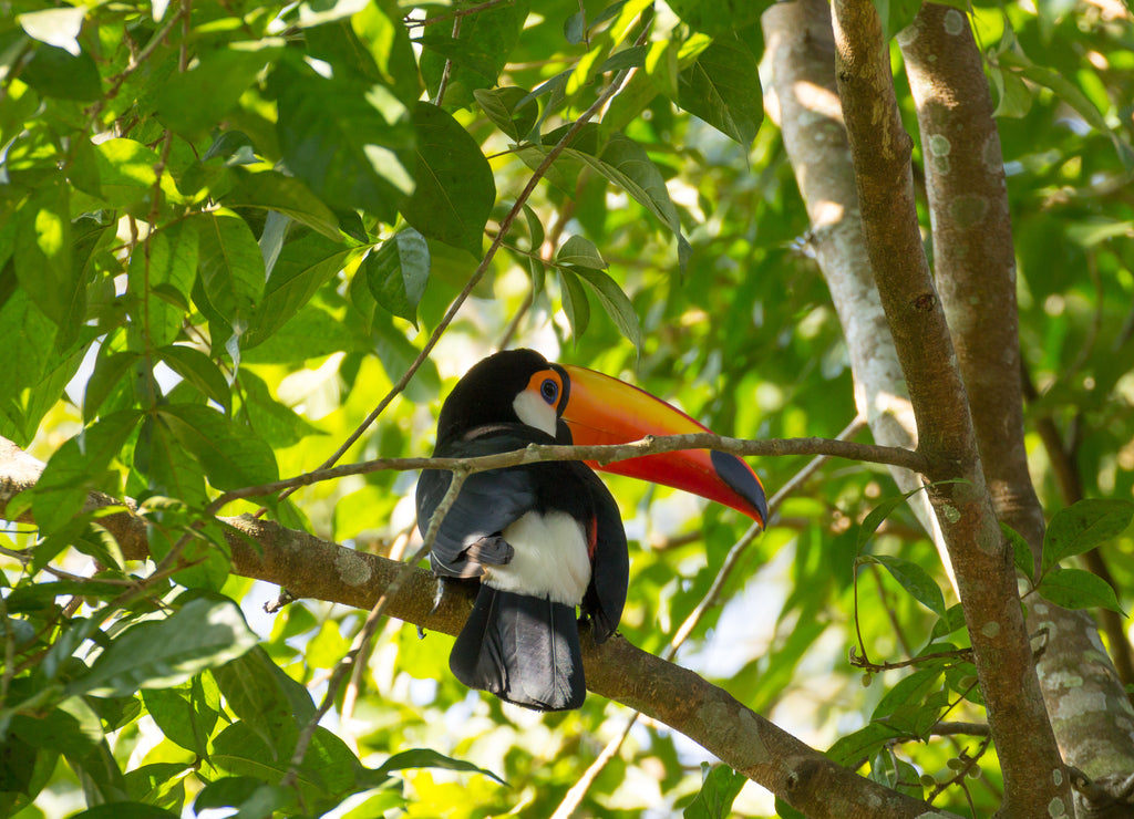 Toucan bird on the nature in Foz do Iguazu, Brazil