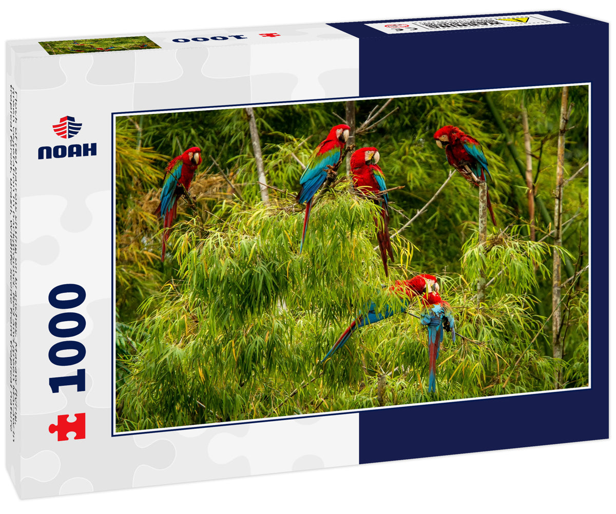 Flock of red parrots sitting on branches. Macaw flying, green vegetation in background. Red and green Macaw in tropical forest, Brazil, Wildlife scene from tropical nature