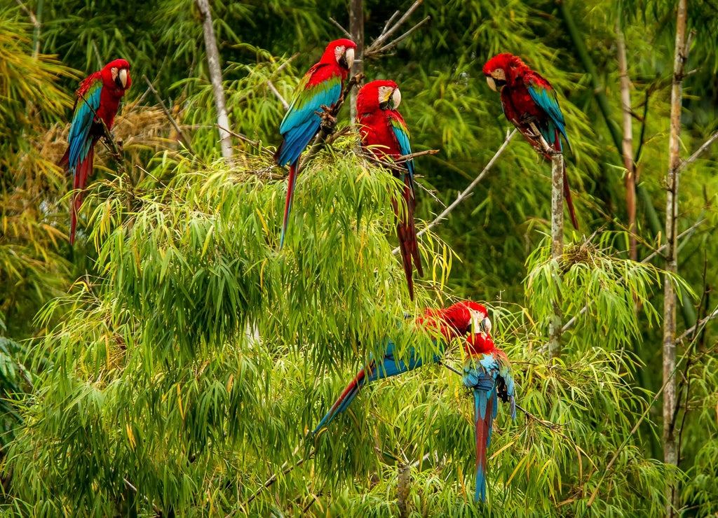 Flock of red parrots sitting on branches. Macaw flying, green vegetation in background. Red and green Macaw in tropical forest, Brazil, Wildlife scene from tropical nature