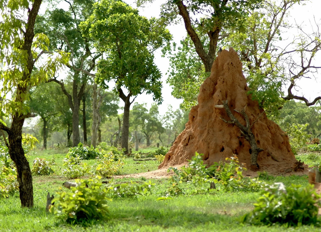 Termitière et arbres verts dans la brousse africaine, Burkina Faso, Afrique