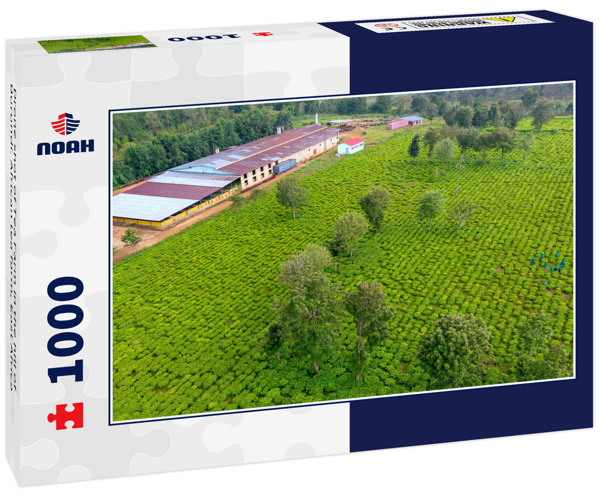 Drone shot of Tea Farm in the hill of Burundi. African tea farm, East Africa