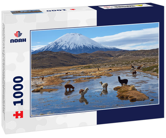 Alpaca grazing in a wetland area, also known as a bofedal in Spanish, at the base of the snow capped Parinacota Volcano, 6324m high, in the Altiplano of northern Chile