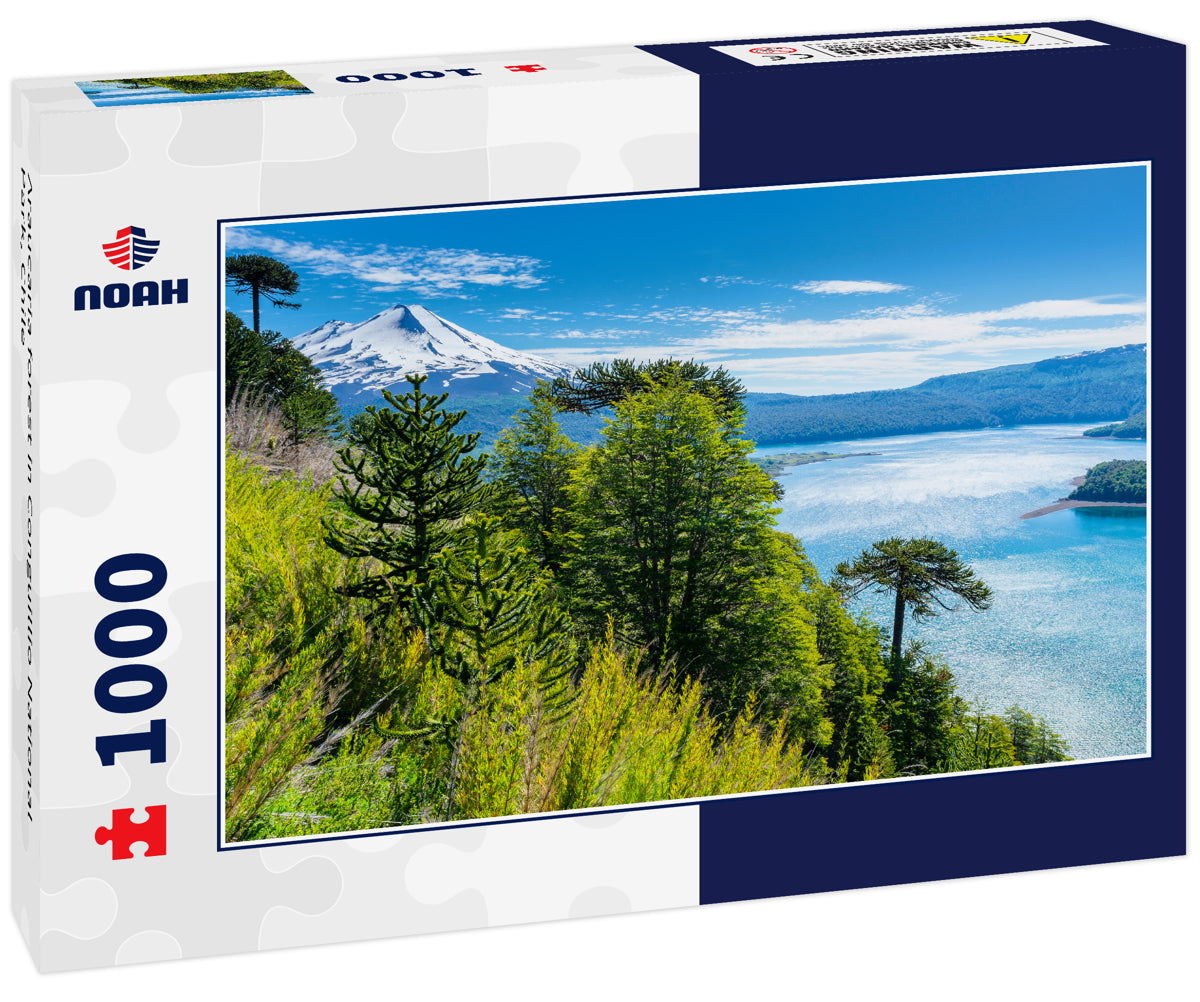 Araucaria forest in Conguillio National Park, Chile